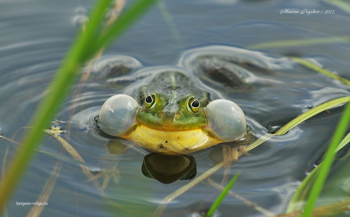 Озерная лягушка (Pelophylax ridibundus) Озерная лягушка (Pelophylax ridibundus)