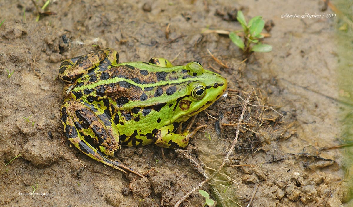 Прудовая лягушка (Pelophylax lessonae) Прудовая лягушка (Pelophylax lessonae)