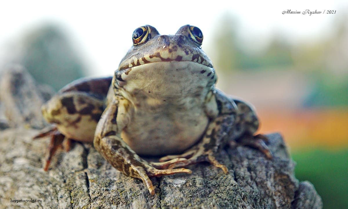 Озерная лягушка (Pelophylax ridibundus) в Астраханском заповеднике