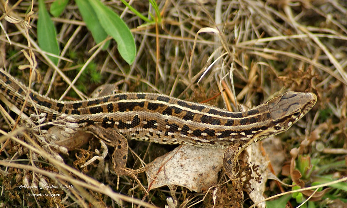 Прыткая ящерицы (Lacerta agilis). typica exigua. Прыткая ящерицы (Lacerta agilis). typica exigua.