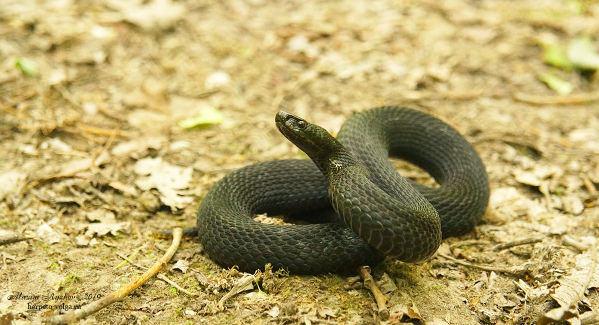 Обыкновенная гадюка (Vipera berus)