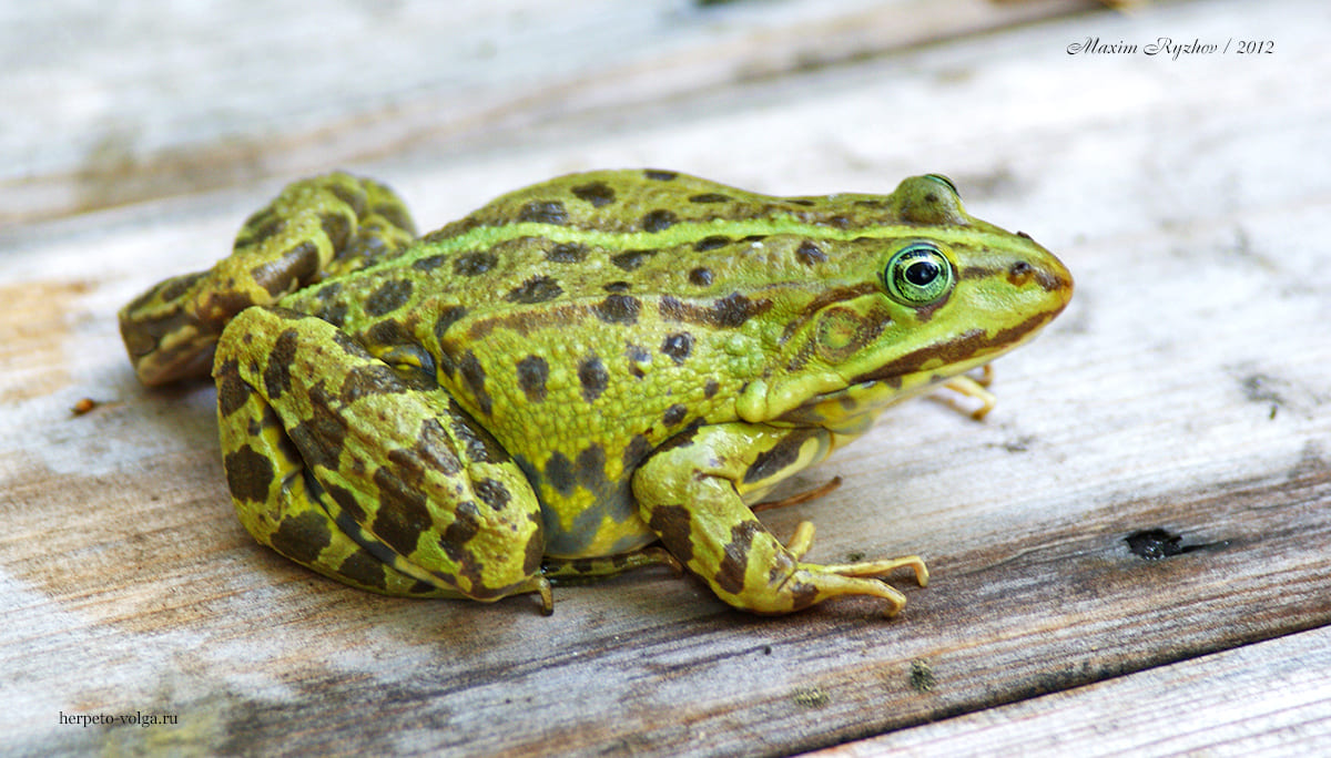 Съедобная лягушка Pelophylax esculentus
