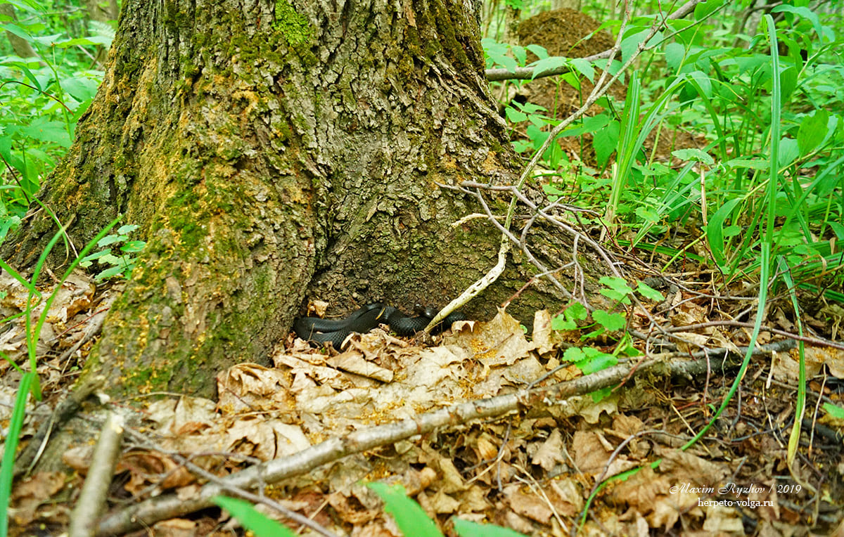 Обыкновенная гадюка (Vipera berus)