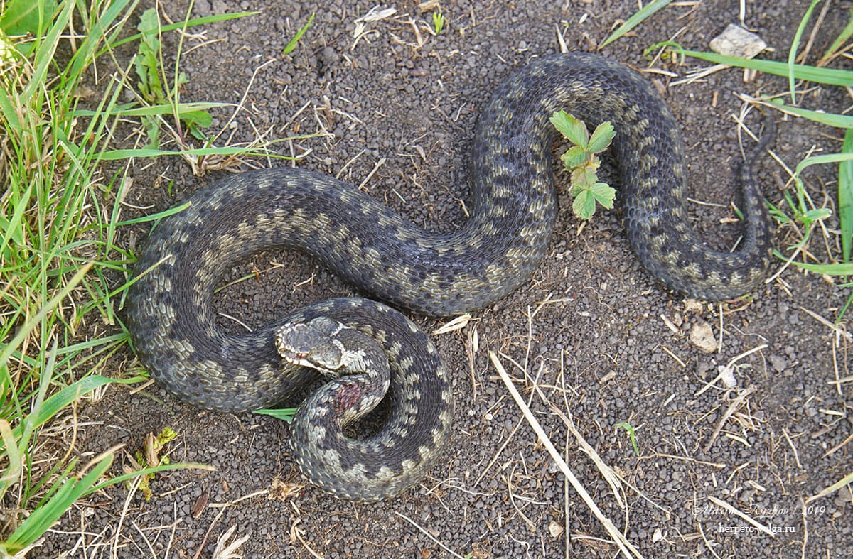 Обыкновенная гадюка (Vipera berus)