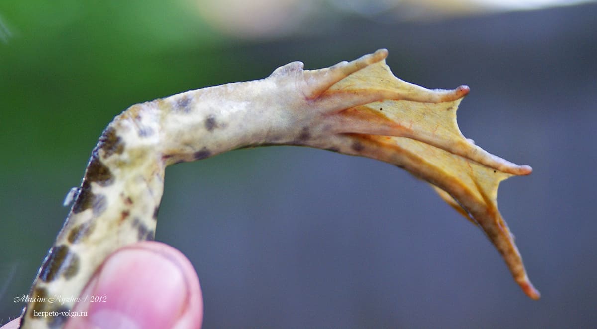 Пяточный бугор озерной лягушки (Pelophylax ridibundus) Пяточный бугор озерной лягушки (Pelophylax ridibundus)