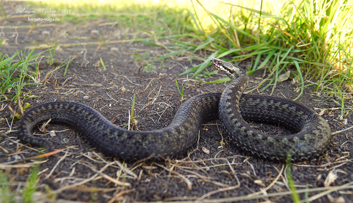 Обыкновенная гадюка (Vipera berus)
