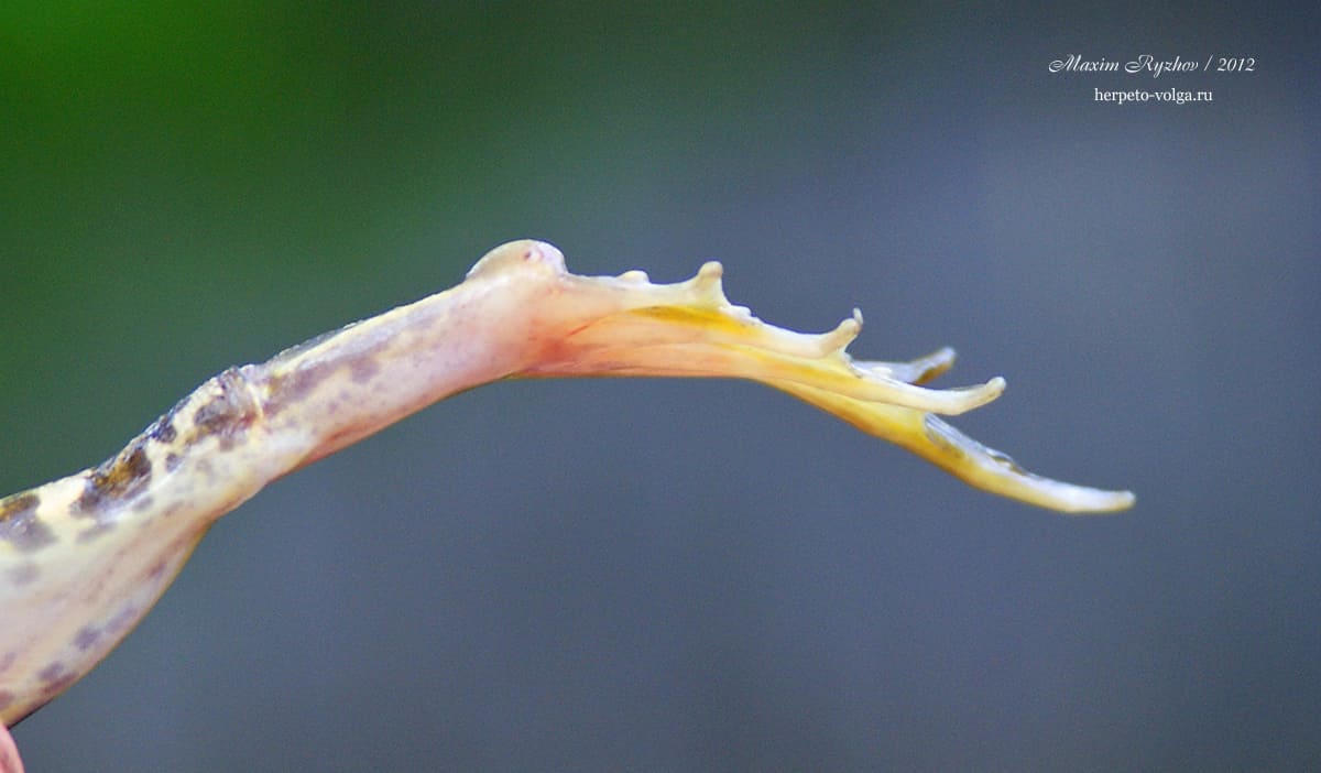 Пяточный бугор съедобной лягушки Pelophylax esculentus