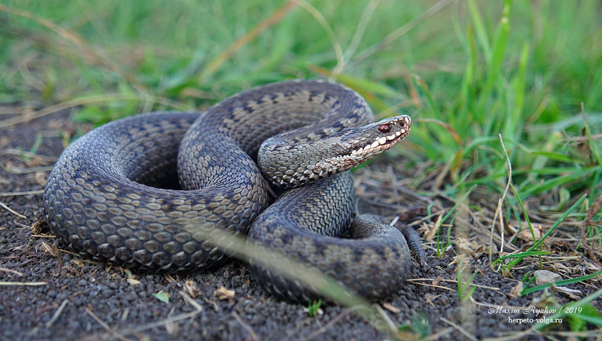 Обыкновенная гадюка (Vipera berus)
