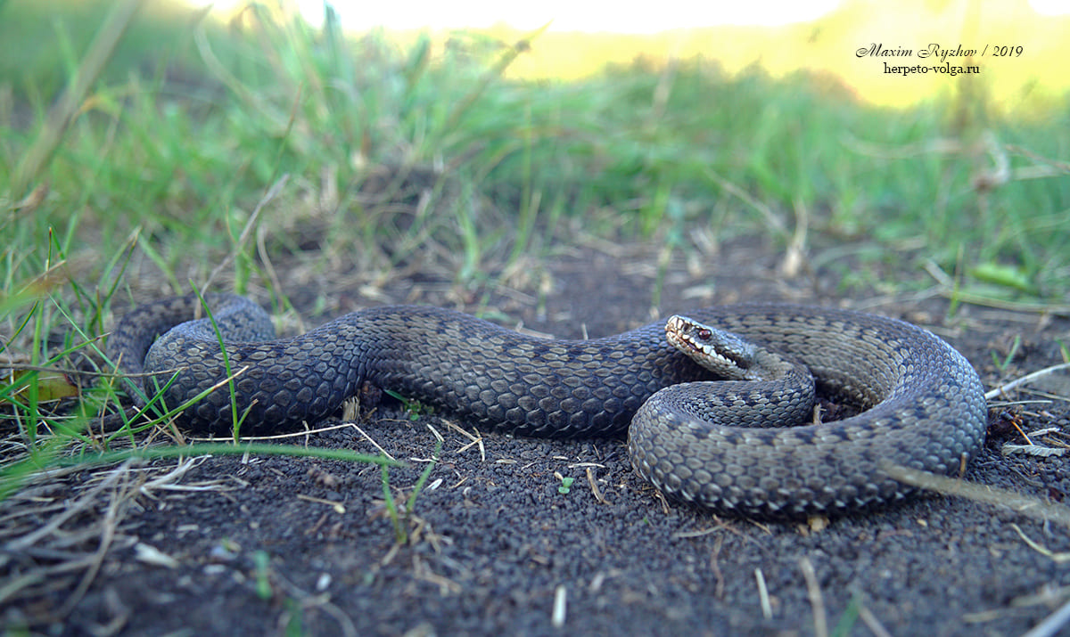 Гадюка обыкновенная (Vipera berus)