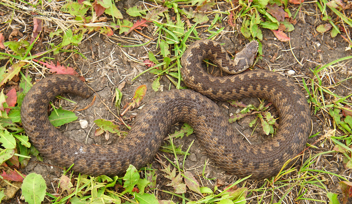 Обыкновенная гадюка (Vipera berus)