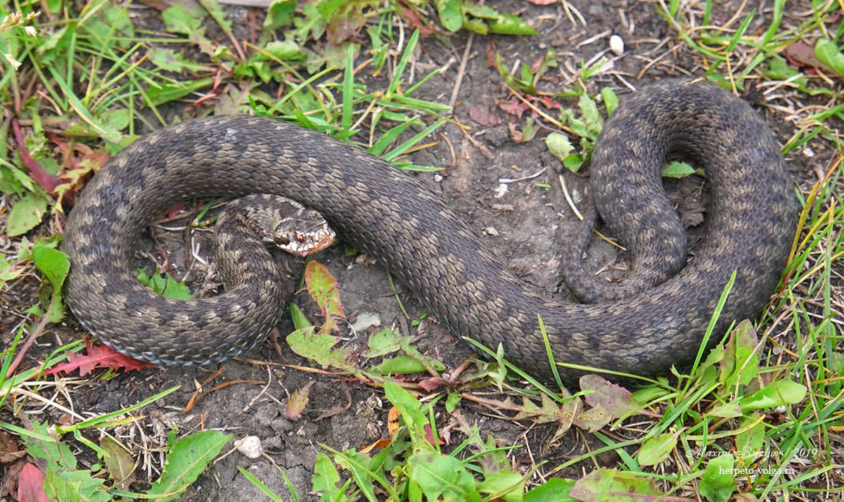 Гадюка обыкновенная (Vipera berus)