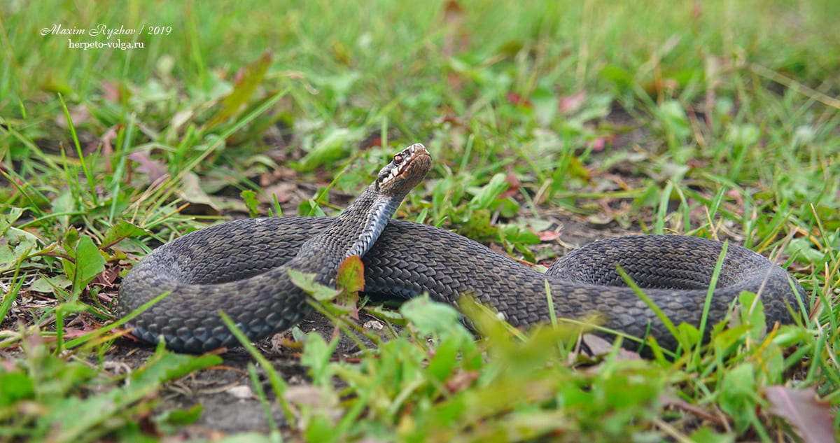 Обыкновенная гадюка (Vipera berus)