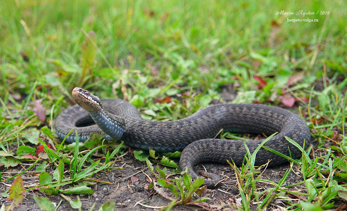Гадюка обыкновенная Vipera (Pelias) berus