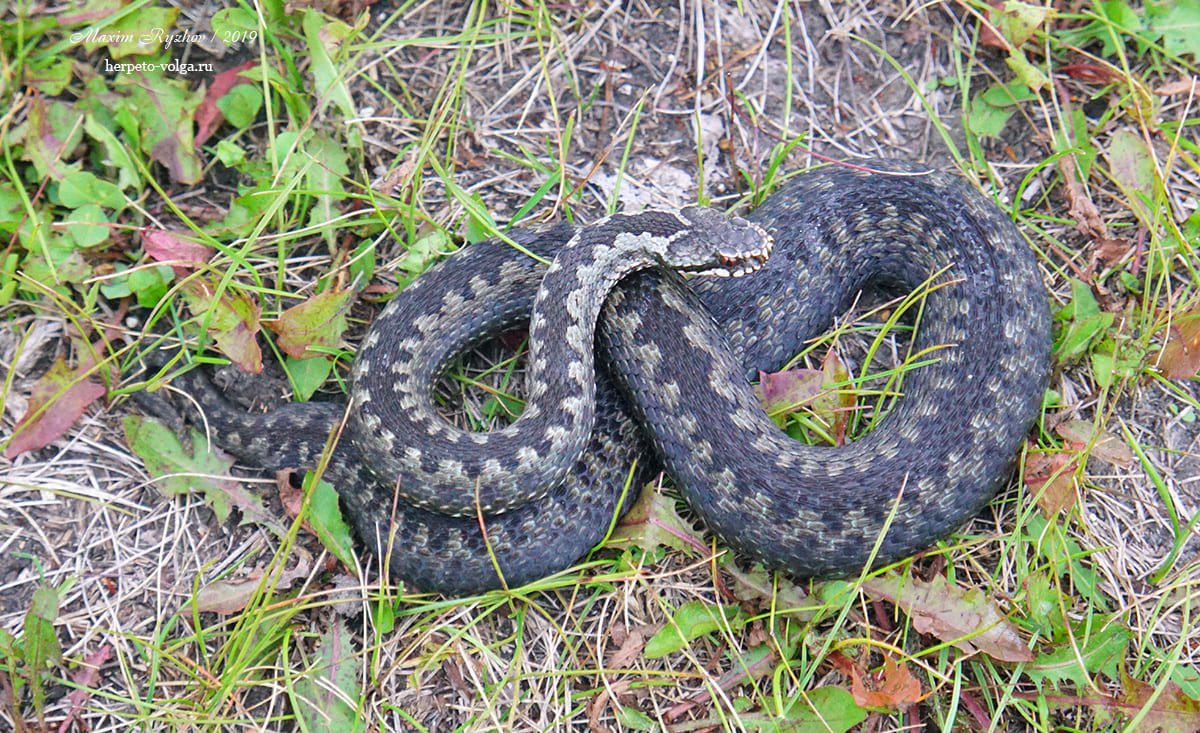 Обыкновенная гадюка (Vipera berus)