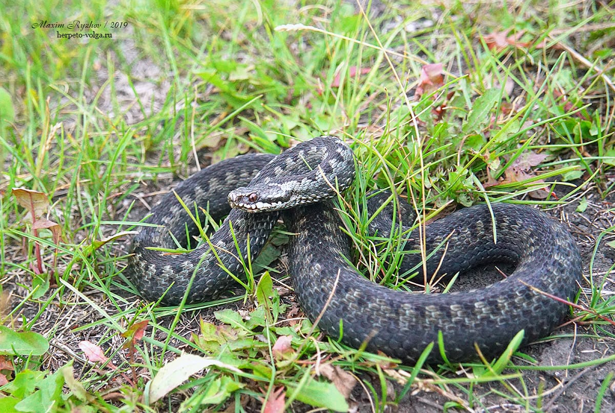 Обыкновенная гадюка (Vipera berus)