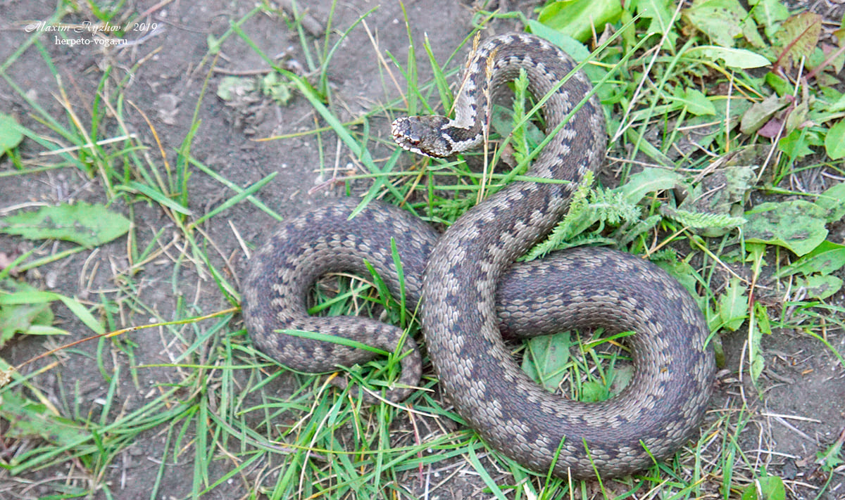 Обыкновенная гадюка (Vipera berus)