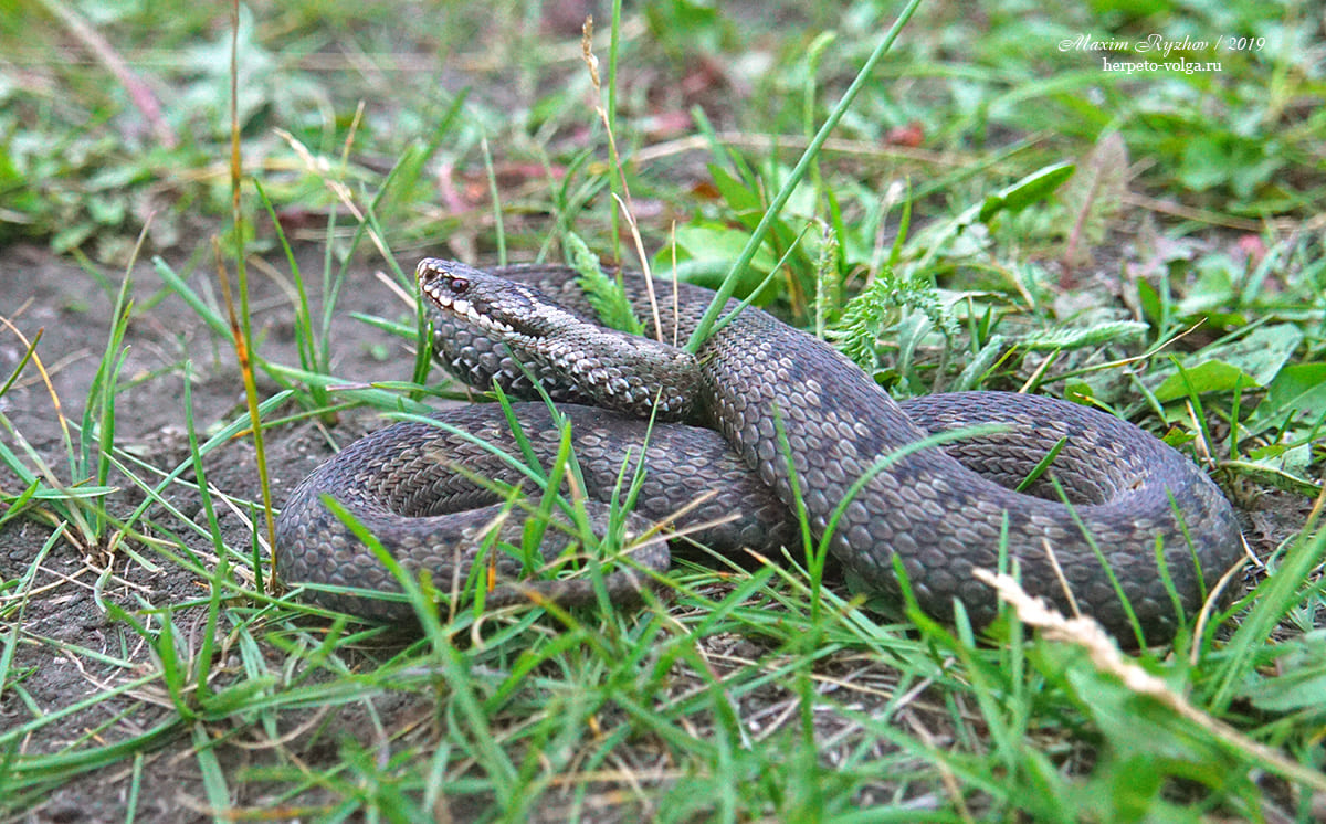 Обыкновенная гадюка (Vipera berus) Обыкновенная гадюка (Vipera berus)