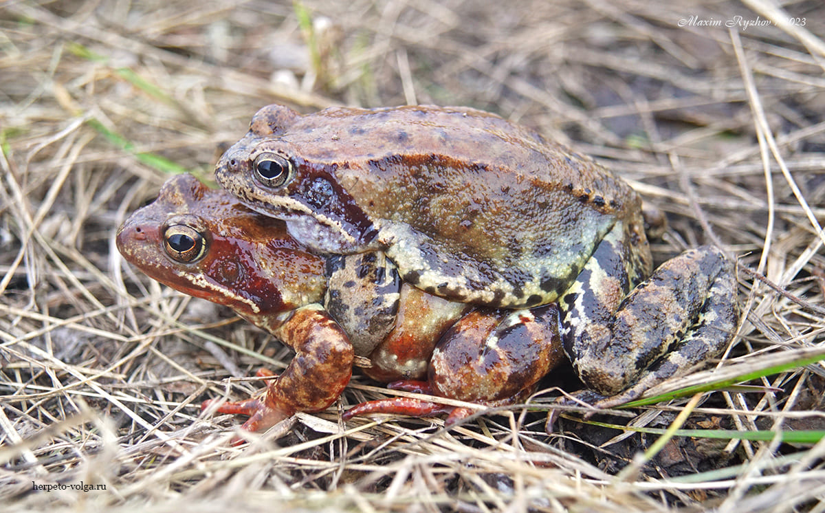 Лягушка травяная Rana temporaria (Linnaeus, 1758)