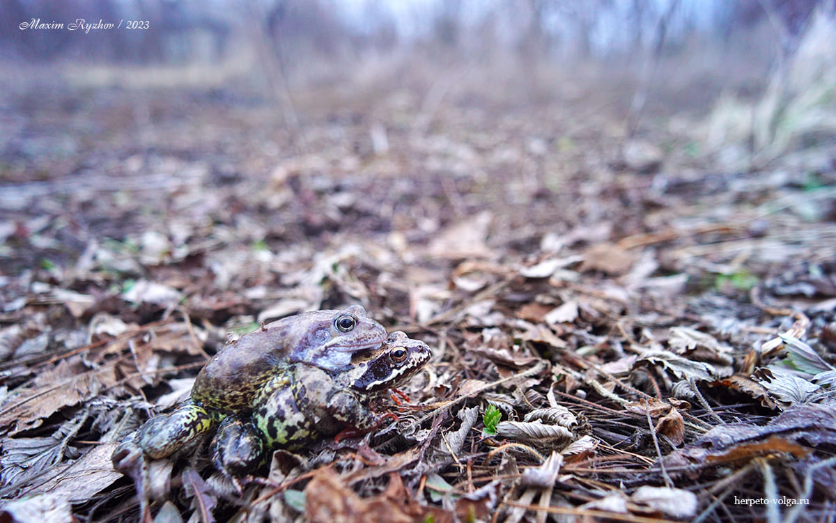 Травяная лягушка (Rana temporaria)
