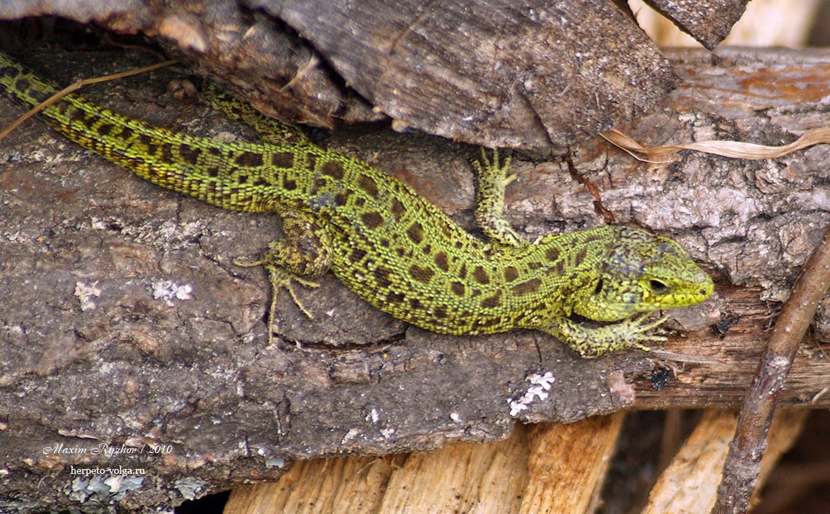 Прыткая ящерицы (Lacerta agilis). typica exiqua Прыткая ящерицы (Lacerta agilis). typica exiqua