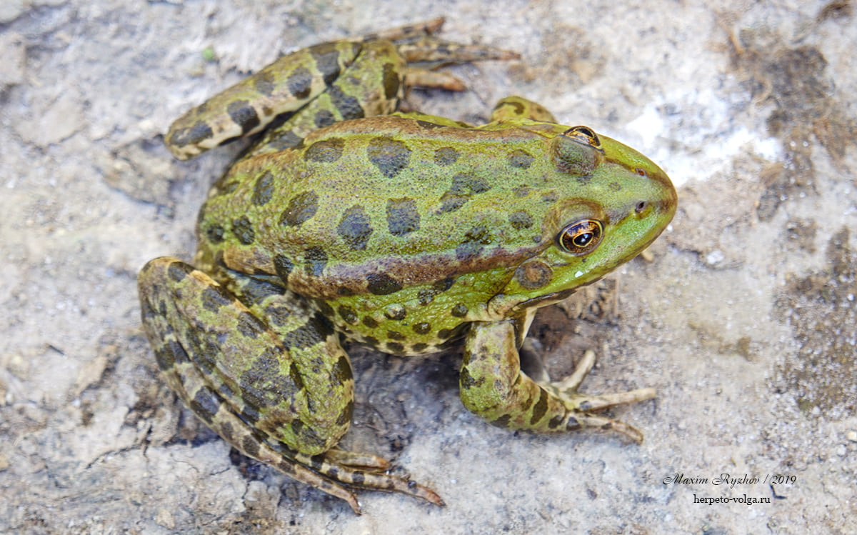 Озерная лягушка (Pelophylax ridibundus)