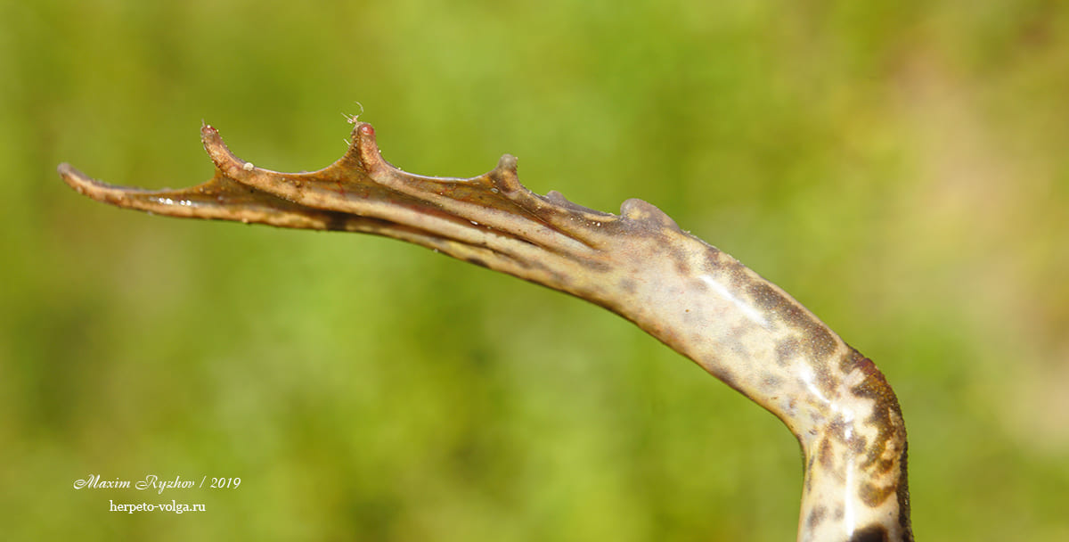 Пяточный бугор озерной лягушки (Pelophylax ridibundus)