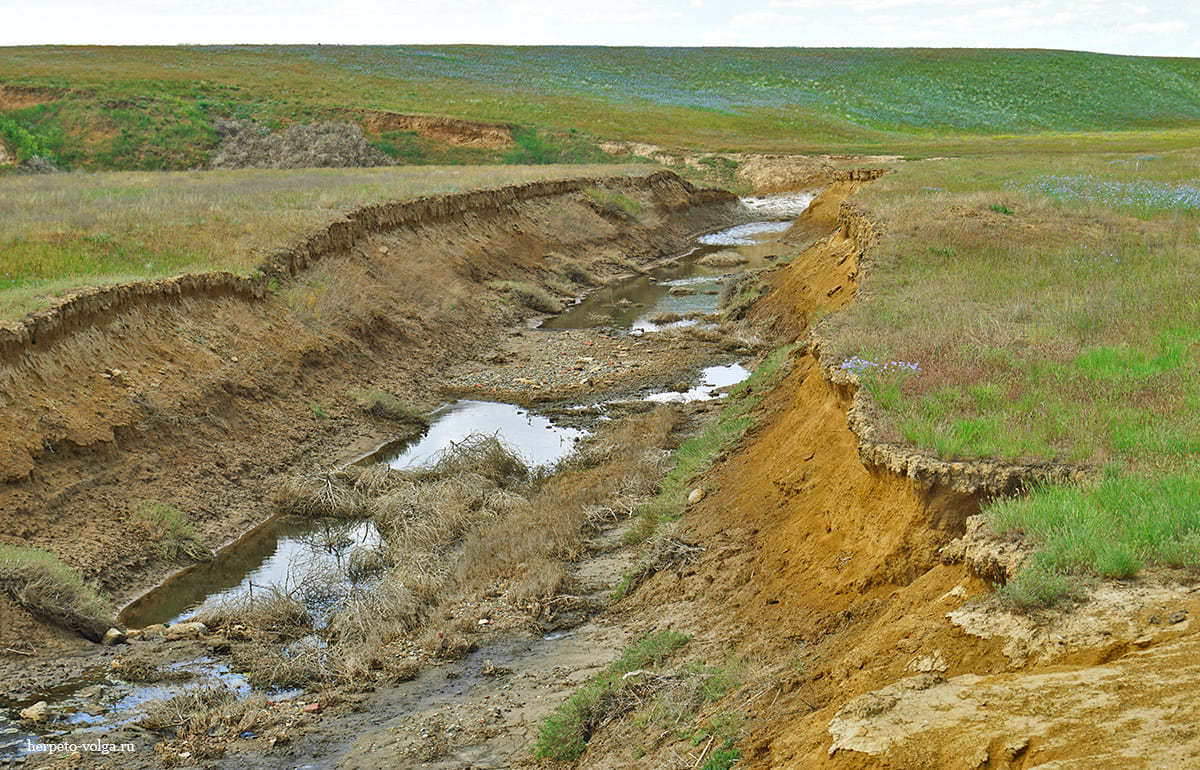Балка Дарма (Калмыкия) Балка Дарма (Калмыкия)