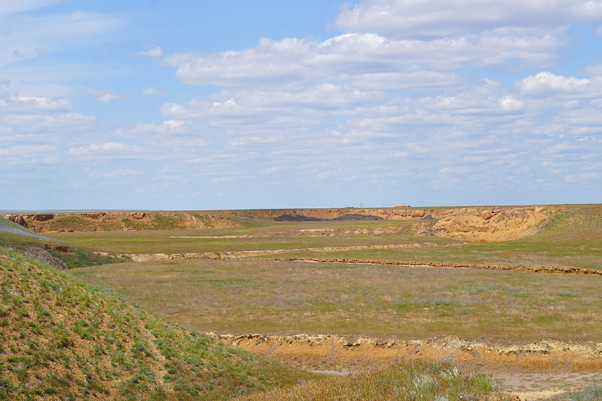 Биотоп находки Палласова полоза (Elaphe sauromates) Биотоп находки Палласова полоза (Elaphe sauromates)