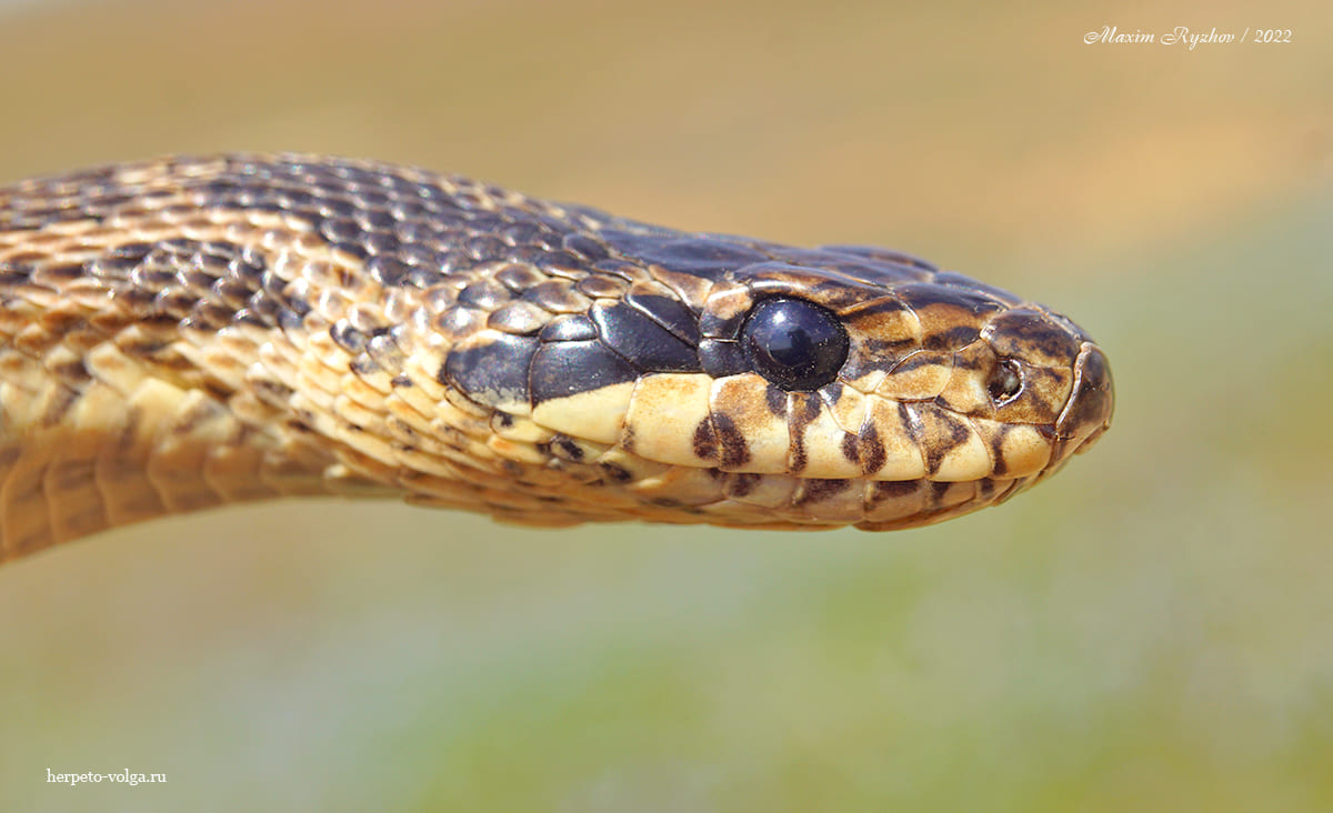 Палласов полоз (Elaphe sauromates) Палласов полоз (Elaphe sauromates)