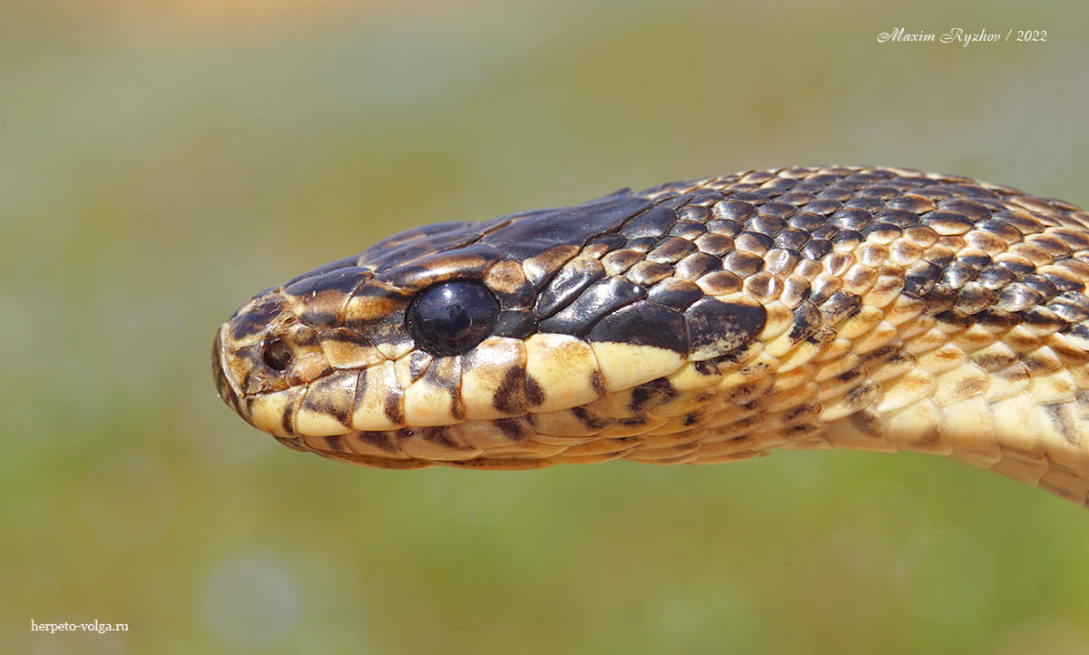 Палласов полоз Elaphe sauromates (Pallas, 1814)