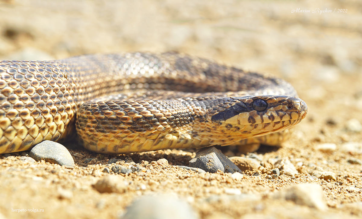 Палласов полоз (Elaphe sauromates)