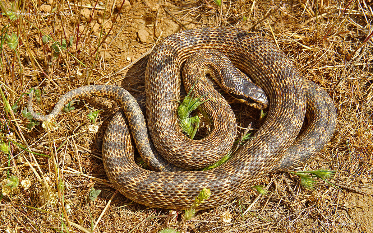 Палласов полоз (Elaphe sauromates) Палласов полоз (Elaphe sauromates)