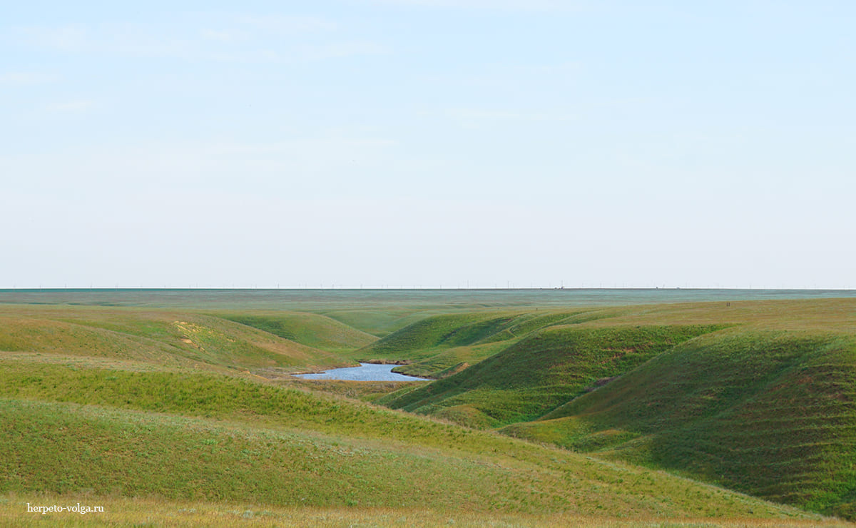 Балка Дарма (Калмыкия) Балка Дарма (Калмыкия)