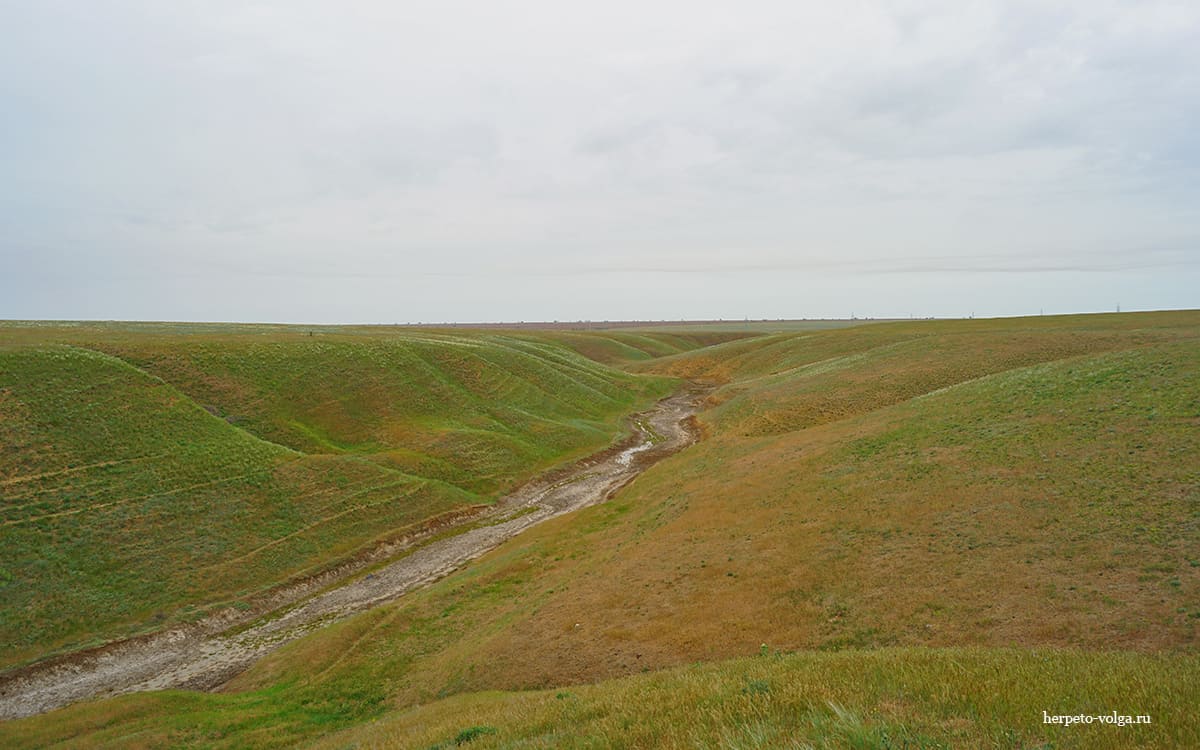 Балка Дарма (Калмыкия) Балка Дарма (Калмыкия)