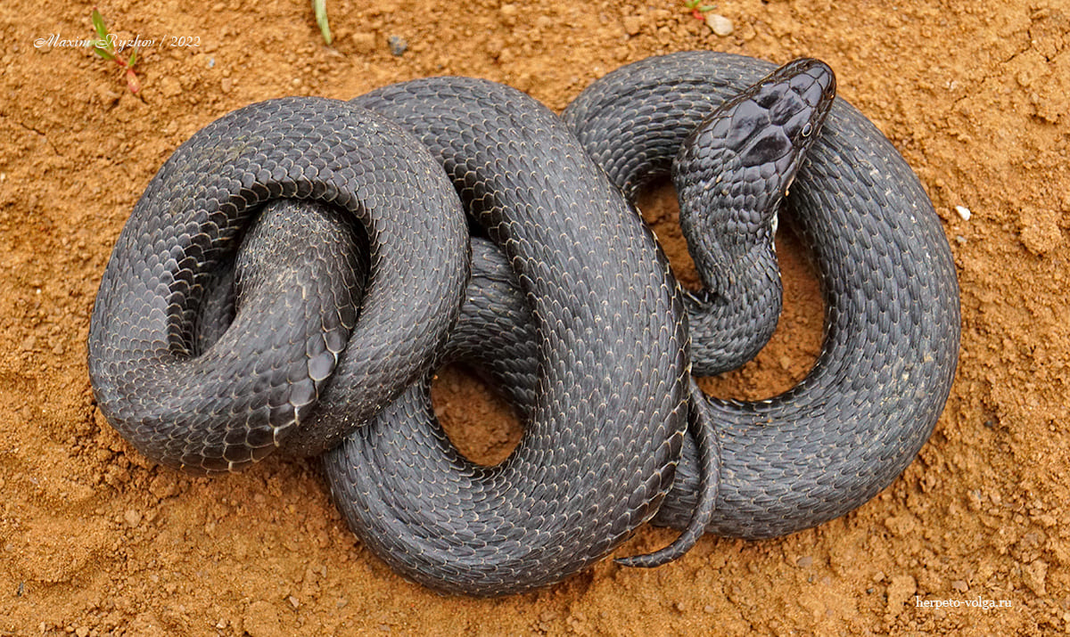 Водяной уж (Natrix tessellata) Водяной уж (Natrix tessellata)