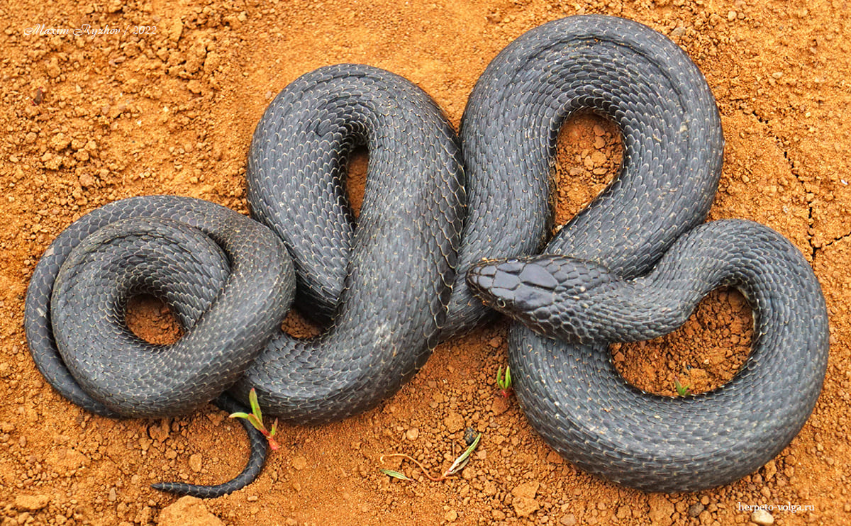 Водяной уж (Natrix tessellata) Водяной уж (Natrix tessellata)