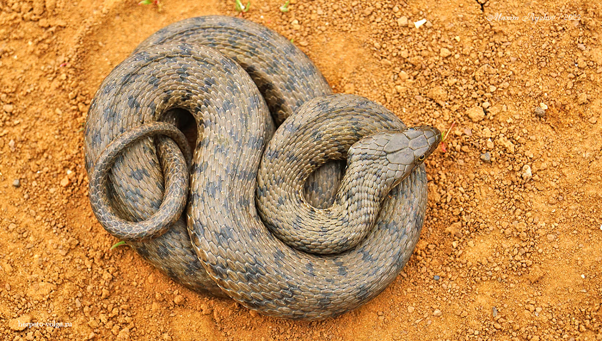 Водяной уж (Natrix tessellata) Водяной уж (Natrix tessellata)