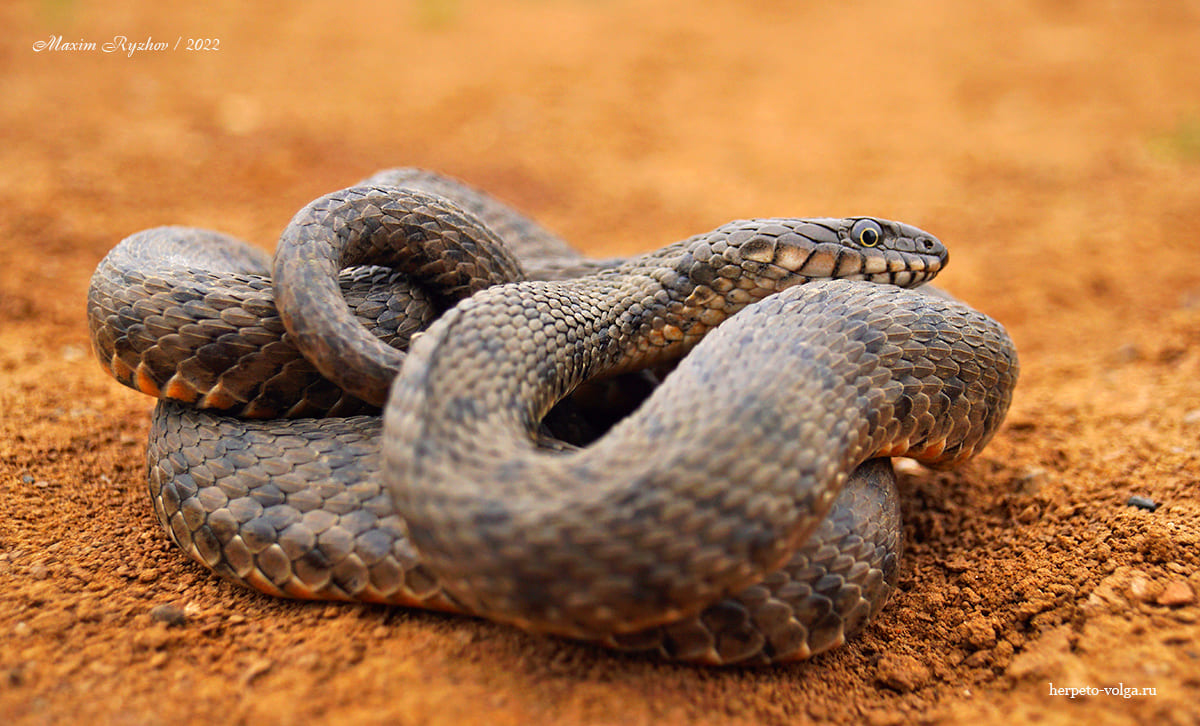 Водяной уж (Natrix tessellata) Водяной уж (Natrix tessellata)
