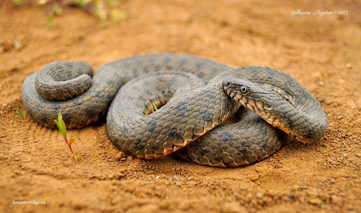 Водяной уж (Natrix tessellata) Водяной уж (Natrix tessellata)