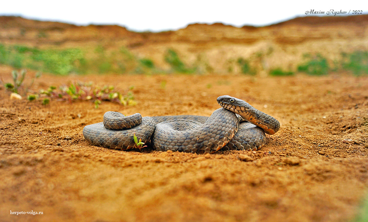 Водяной уж (Natrix tessellata) Водяной уж (Natrix tessellata)