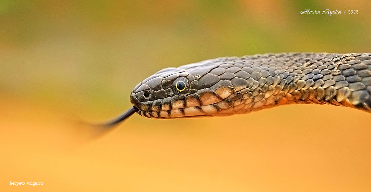 Водяной уж (Natrix tessellata)