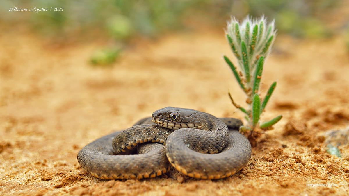 Водяной уж (Natrix tessellata) Водяной уж (Natrix tessellata)