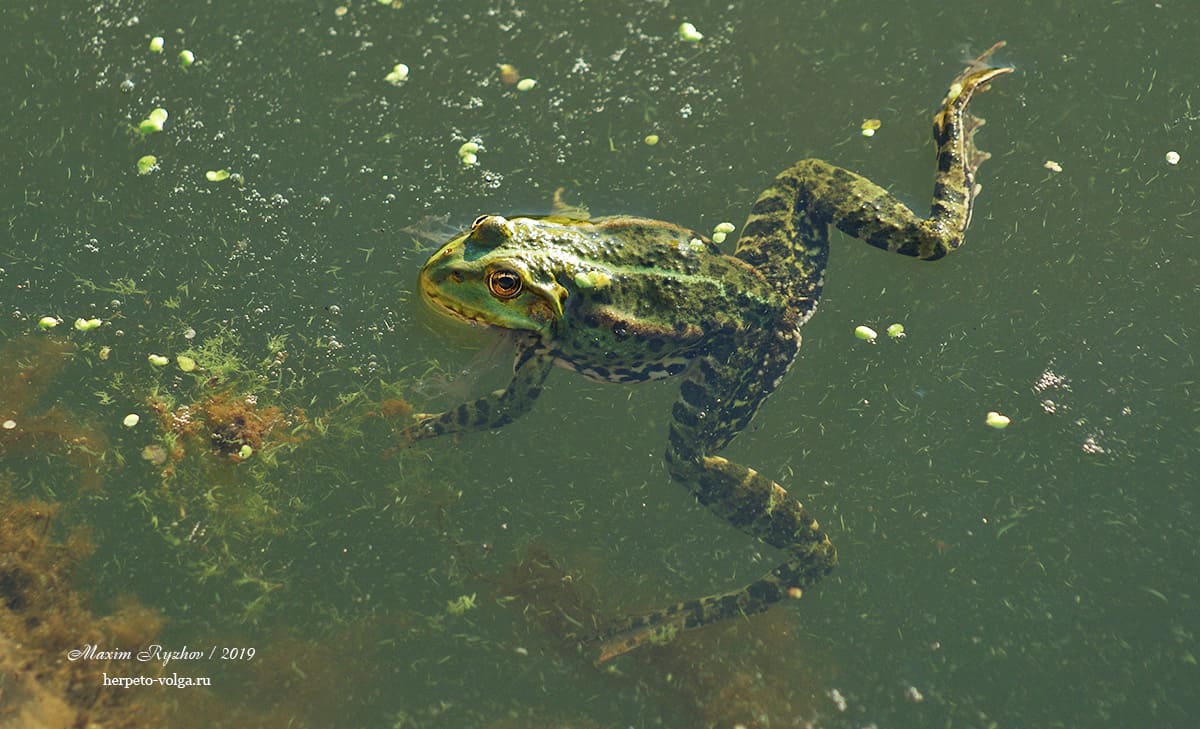 Озерная лягушка (Pelophylax ridibundus)