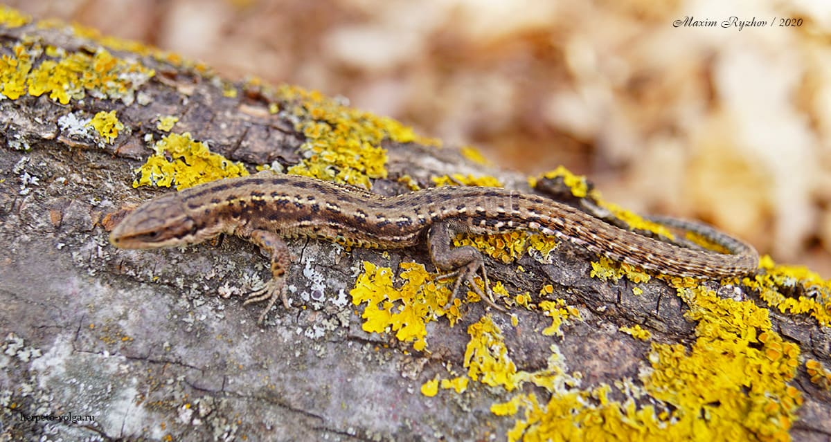 Живородящая ящерица (Zootoca vivipara)