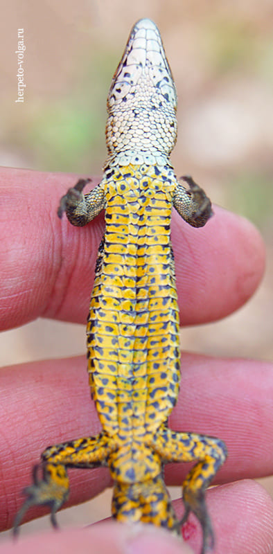 Окраска брюха у самца живородящей ящерицы (Zootoca vivipara)