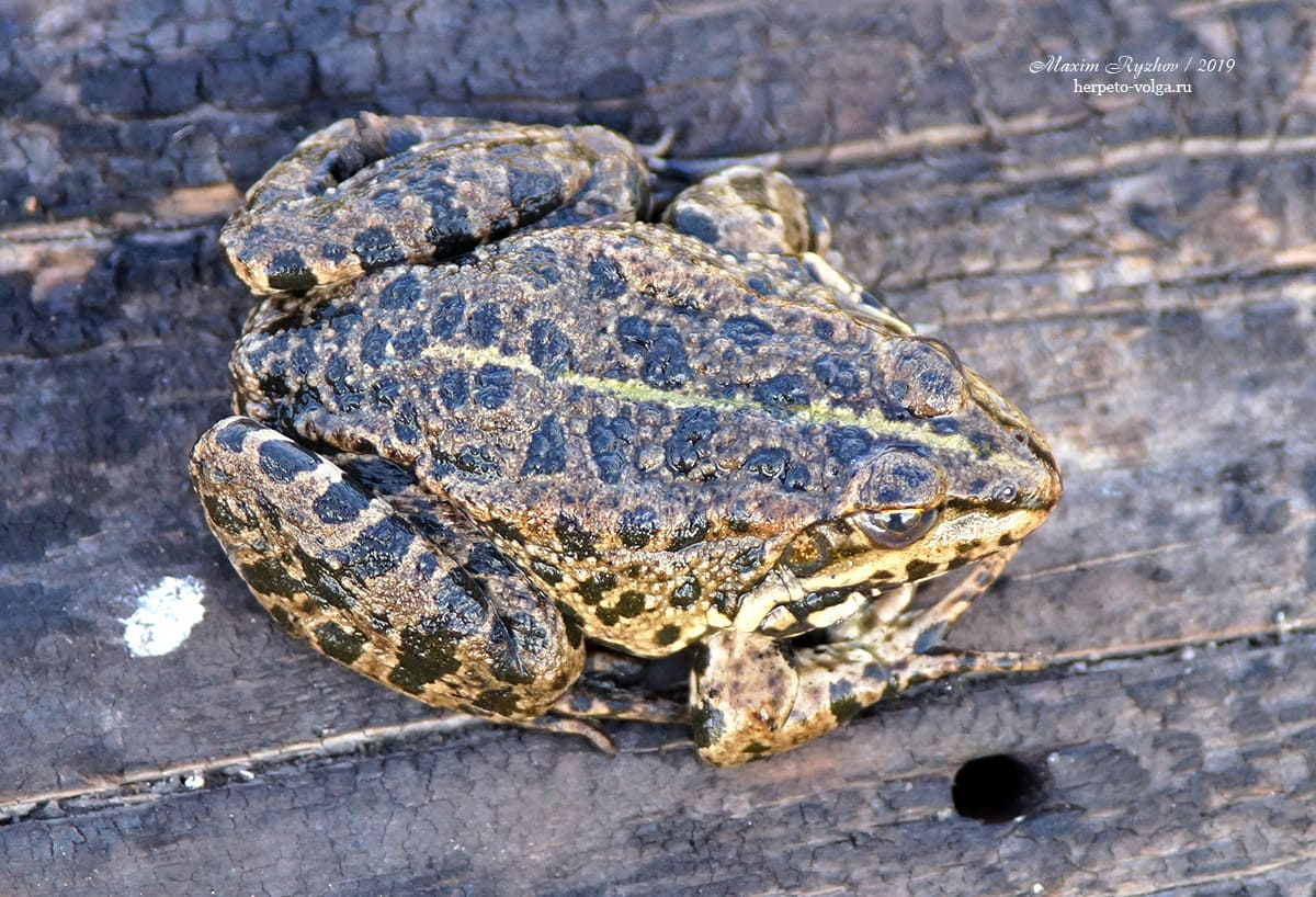 Озерная лягушка (Pelophylax ridibundus)