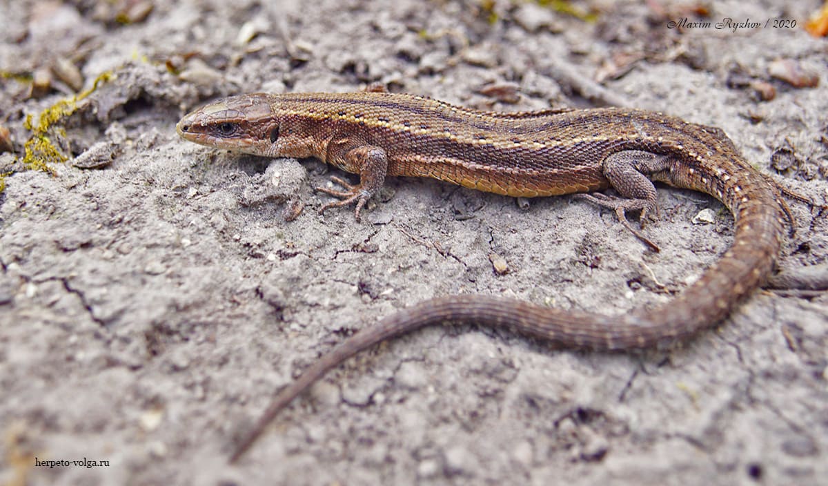 Ящерица живородящая Zootoca vivipara Ящерица живородящая Zootoca vivipara