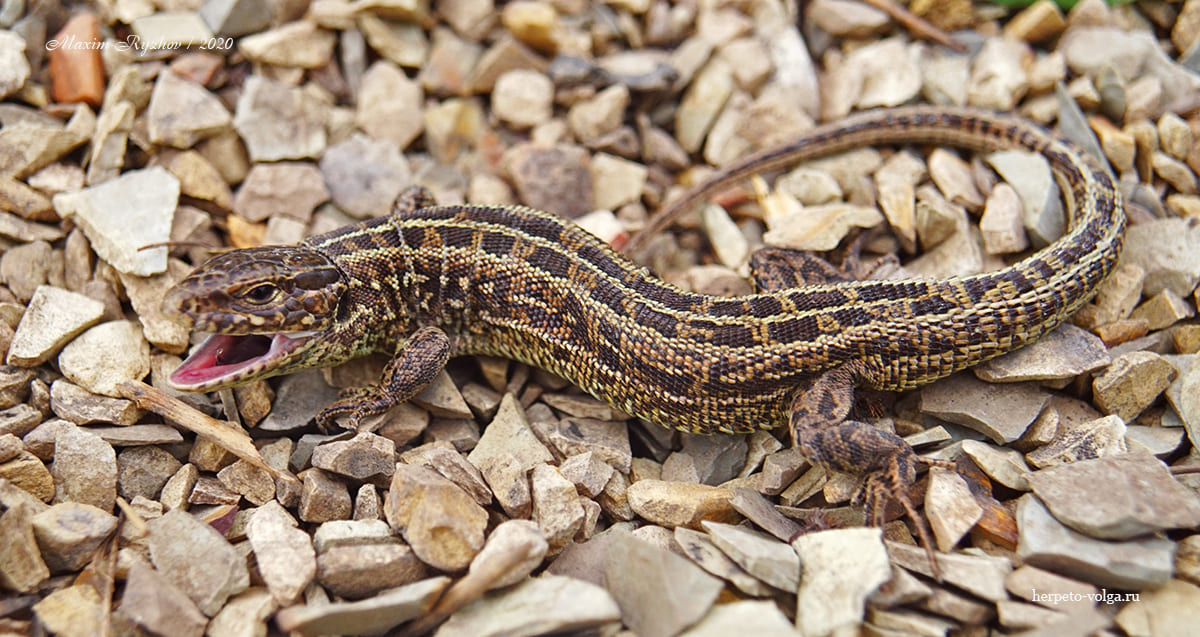 Прыткая ящерица (Lacerta agilis). Самец после выхода с зимовки