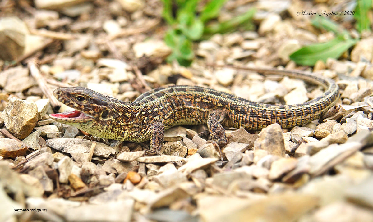 Прыткая ящерица (Lacerta agilis)