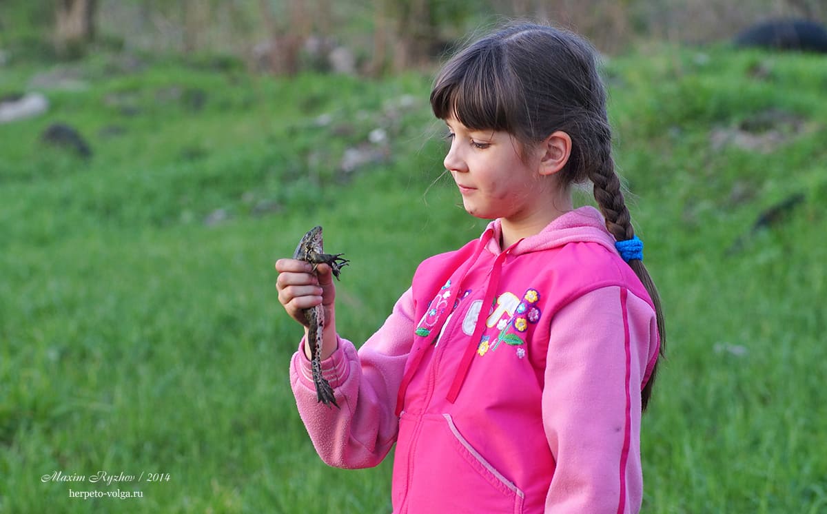 Определяем зеленых лягушек (Pelophylax esculentus complex)